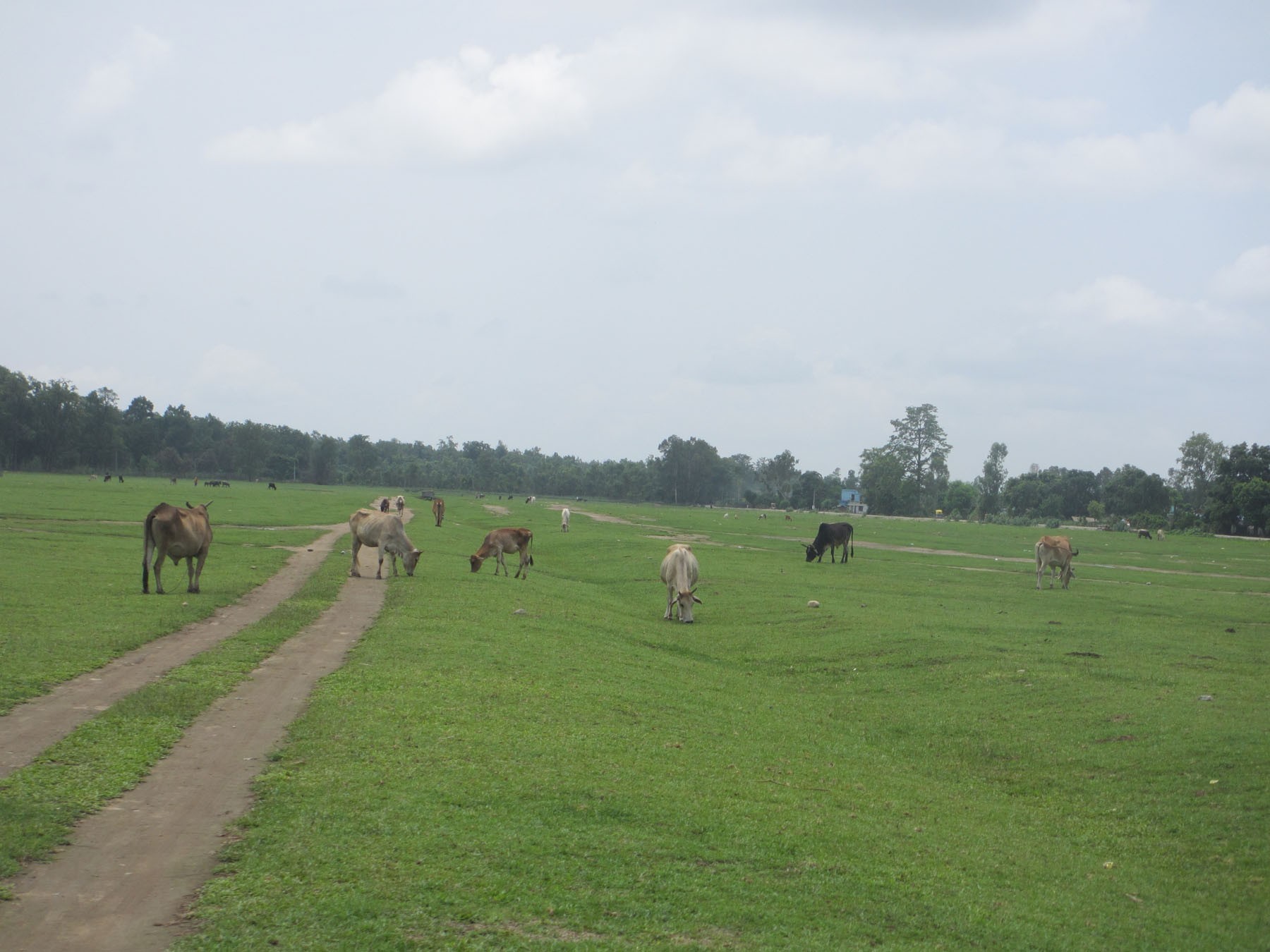 majhgaun-airport-of-kanchanpur-district-which-was-closed-blaming-security-situation-two-decades-ago-has-now-turned-into-a-cattle-grazing-field-july-17